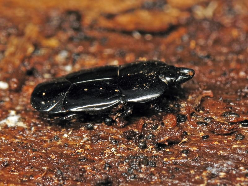 Hololepta plana (Sulzer, 1776)